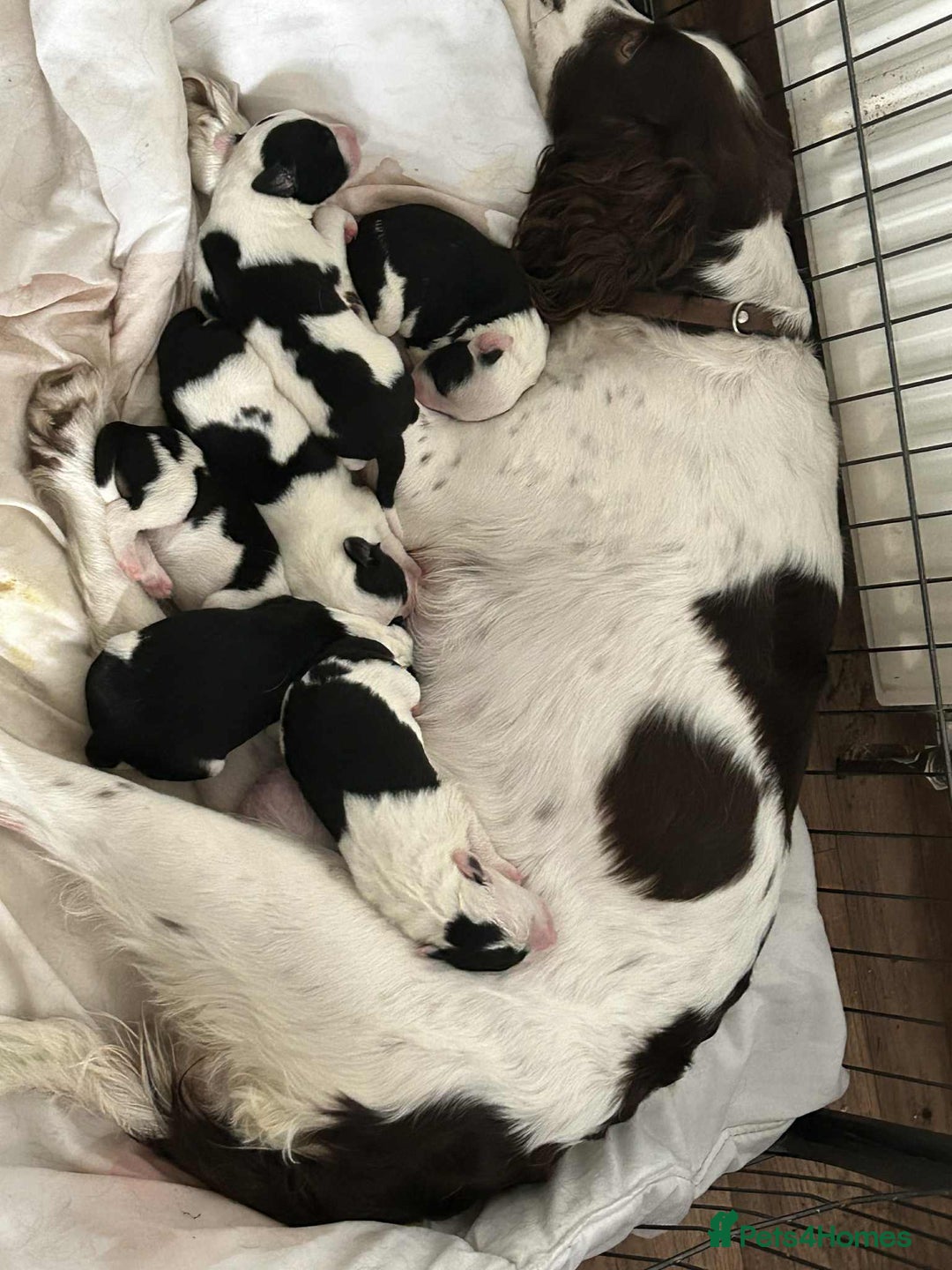Sprollie dogs for sale: Sprollie puppies looking for  loving homes  - Image 1