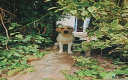 Labrador Retriever dogs for sale: Beautiful Labrador retriever - Image 3