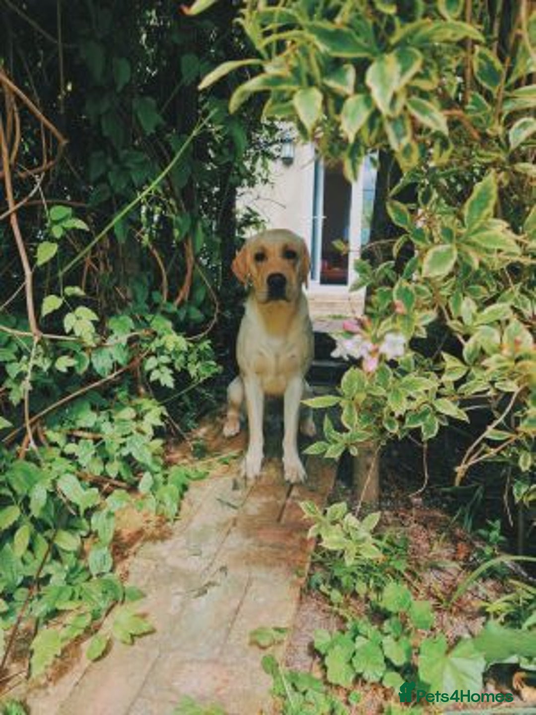 Labrador Retriever dogs for sale: Beautiful Labrador retriever - Image 3