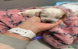 Cockapoo dogs for sale: Cockapoo puppies for sale  - Advert 8