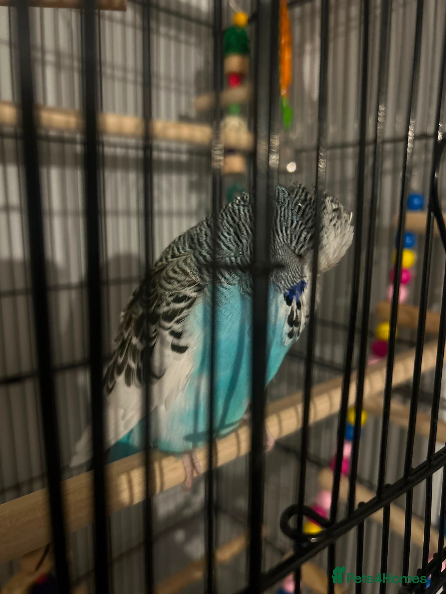 Budgerigars birds Budgie with cage + toys - Advert 1