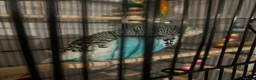 Budgerigars birds for sale: Budgie with cage + toys in Tunbridge Wells - Advert 1
