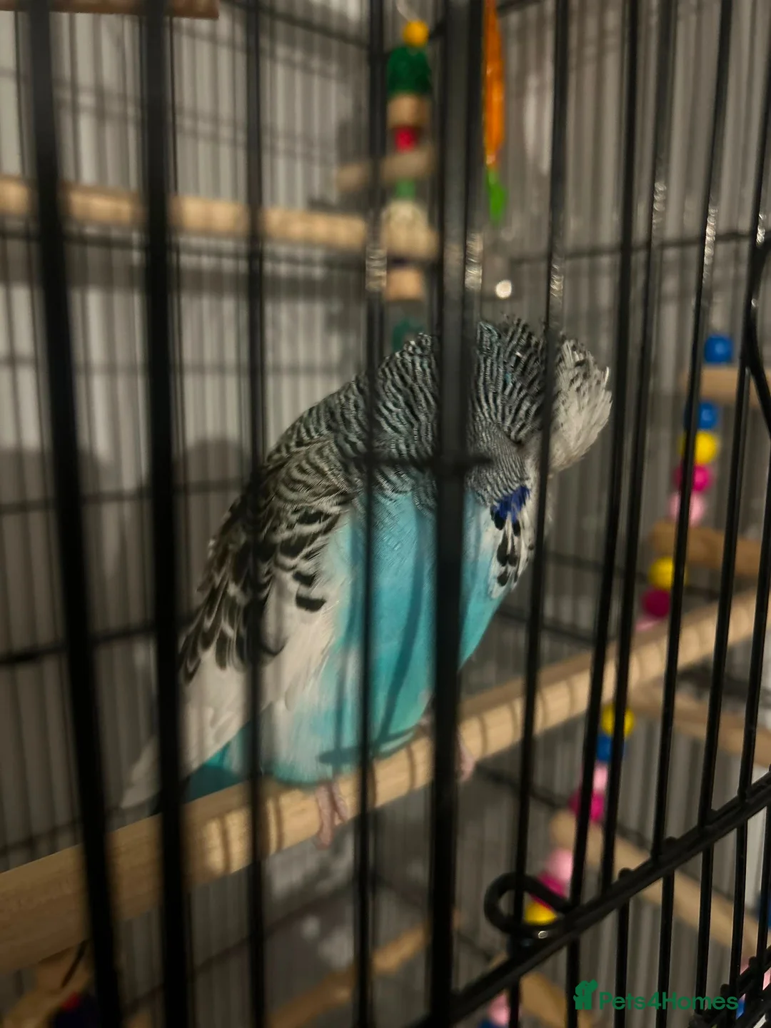 Budgerigars birds for sale: Budgie with cage + toys in Tunbridge Wells - Advert 1