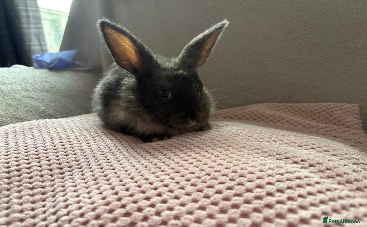 Mixed Breed rabbits - Advert 1