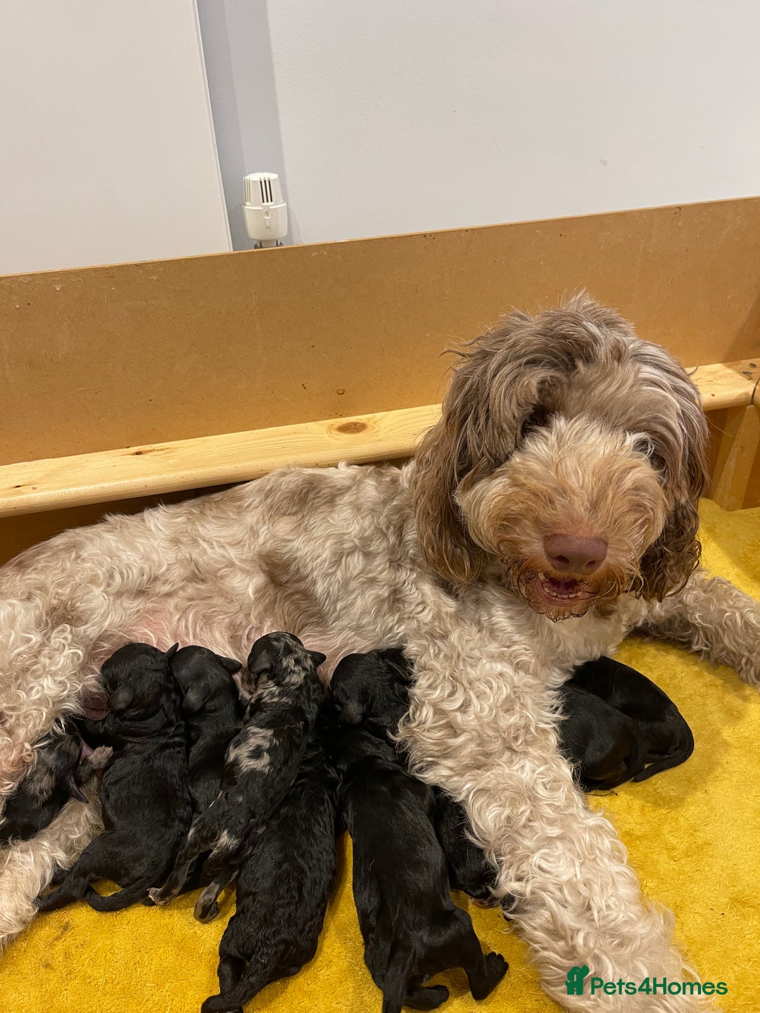 Cockapoo dogs for sale: Stunning F2 Cockapoo puppies fully DNA tested  - Image 14