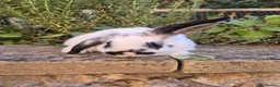 Mini Lop rabbits for sale: Mini Lop Does - Advert 8