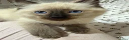 Ragdoll cats for sale: Purebred Ragdoll Kittens Seeking Loving Homes in Rotherham - Advert 2