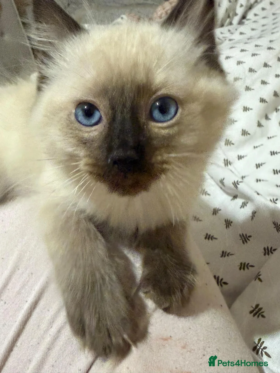 Ragdoll cats for sale: Purebred Ragdoll Kittens Seeking Loving Homes in Rotherham - Advert 2