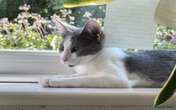 Oriental cats for sale: Ready now! Beautiful oriental mix kittens  - Image 22