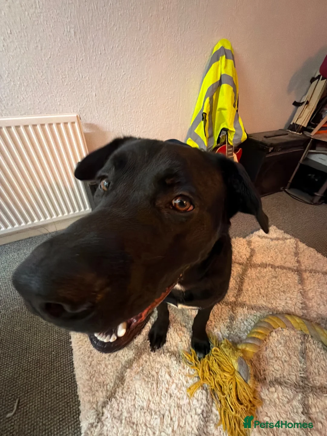 Cane Corso dogs for sale: Frank - Advert 1