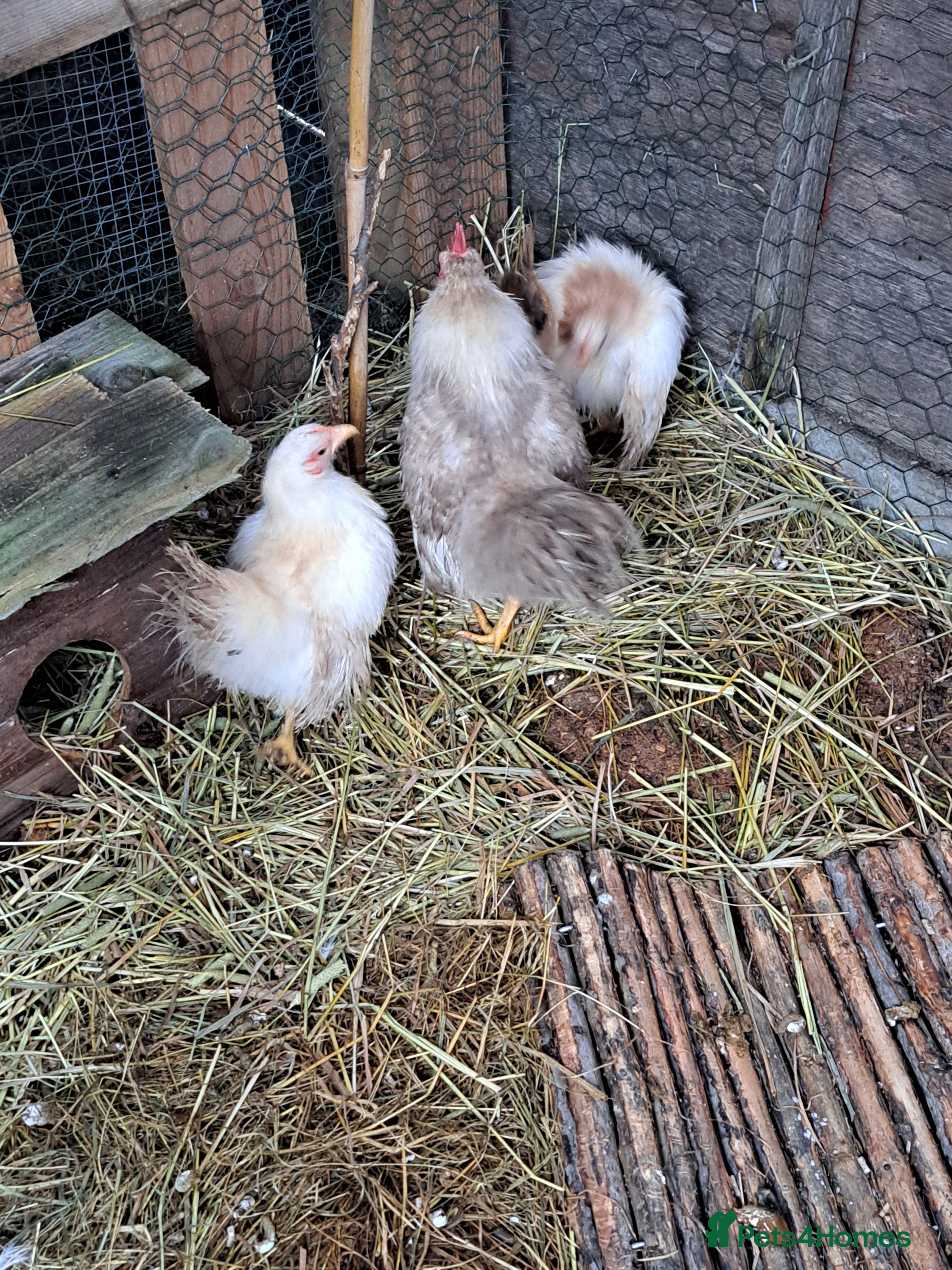 Mixed Breed birds Silkies - Advert 11