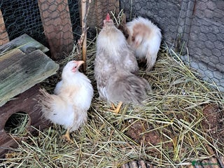 Mixed Breed birds Silkies - Advert 5