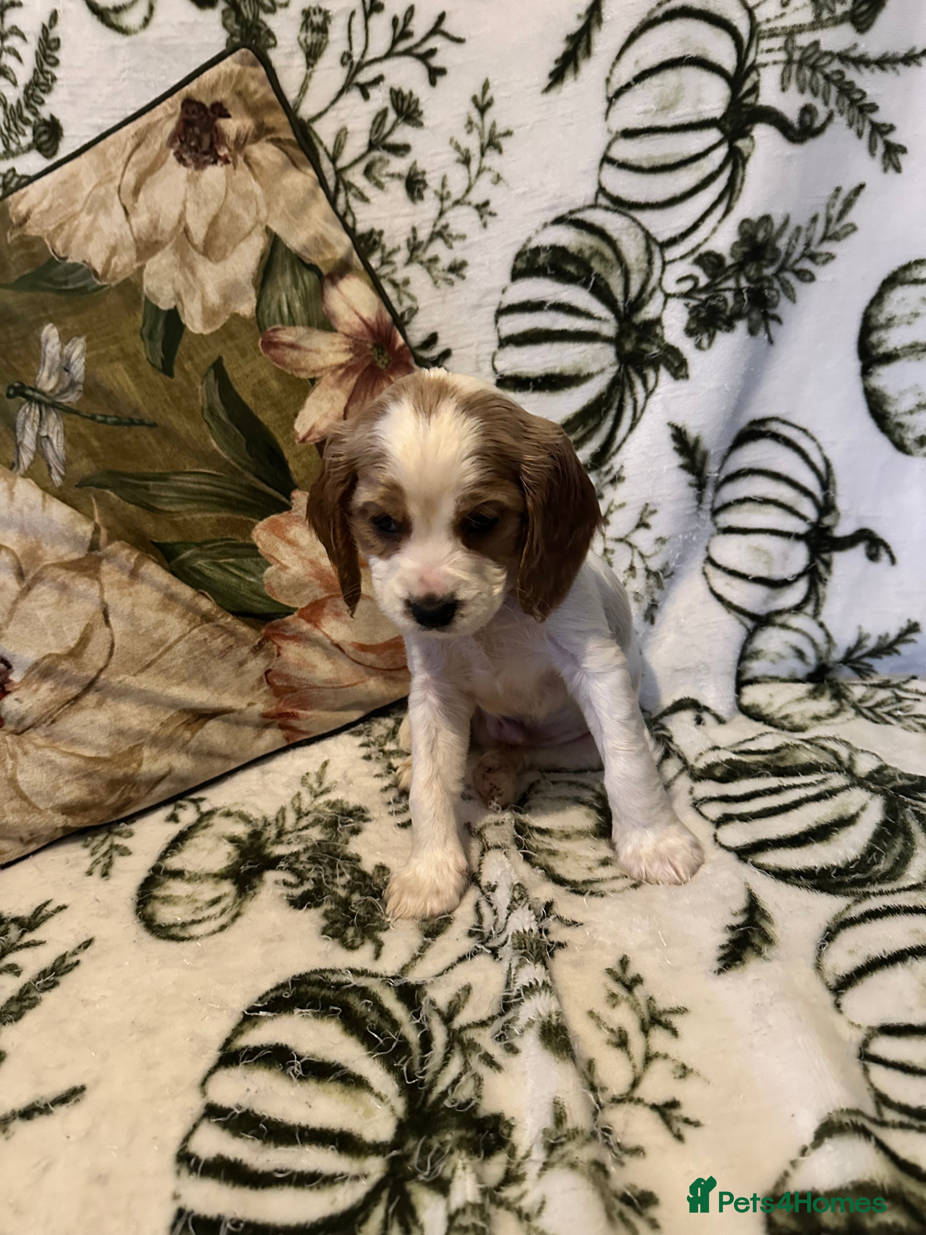 Cockalier dogs  Last cockalier puppy x - Advert 9