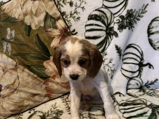 Cockalier dogs Last cockalier puppy x - Advert 5