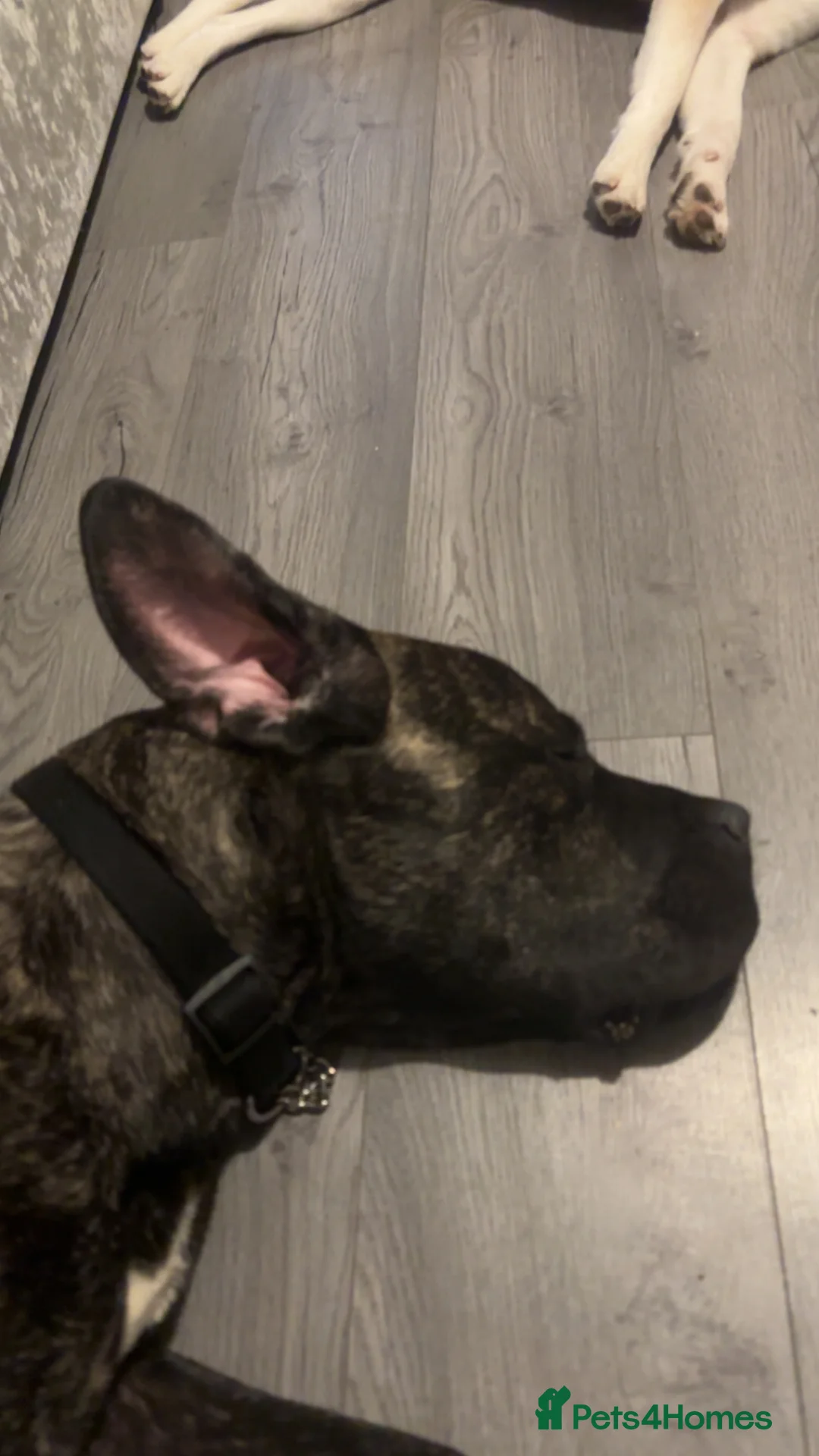 Mixed Breed dogs for sale: urget rehome Cane corso mix - Advert 2