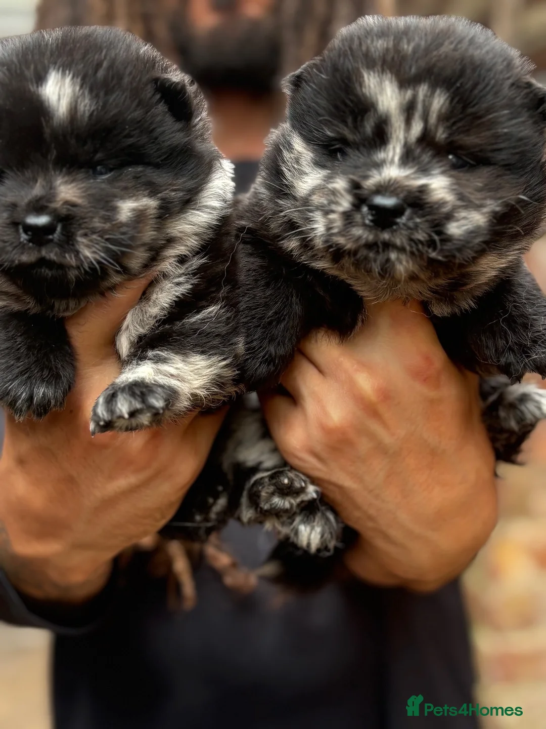 Chow Chow dogs for sale: Last 2 lilac boys and female Merle chow puppies  - Advert 2