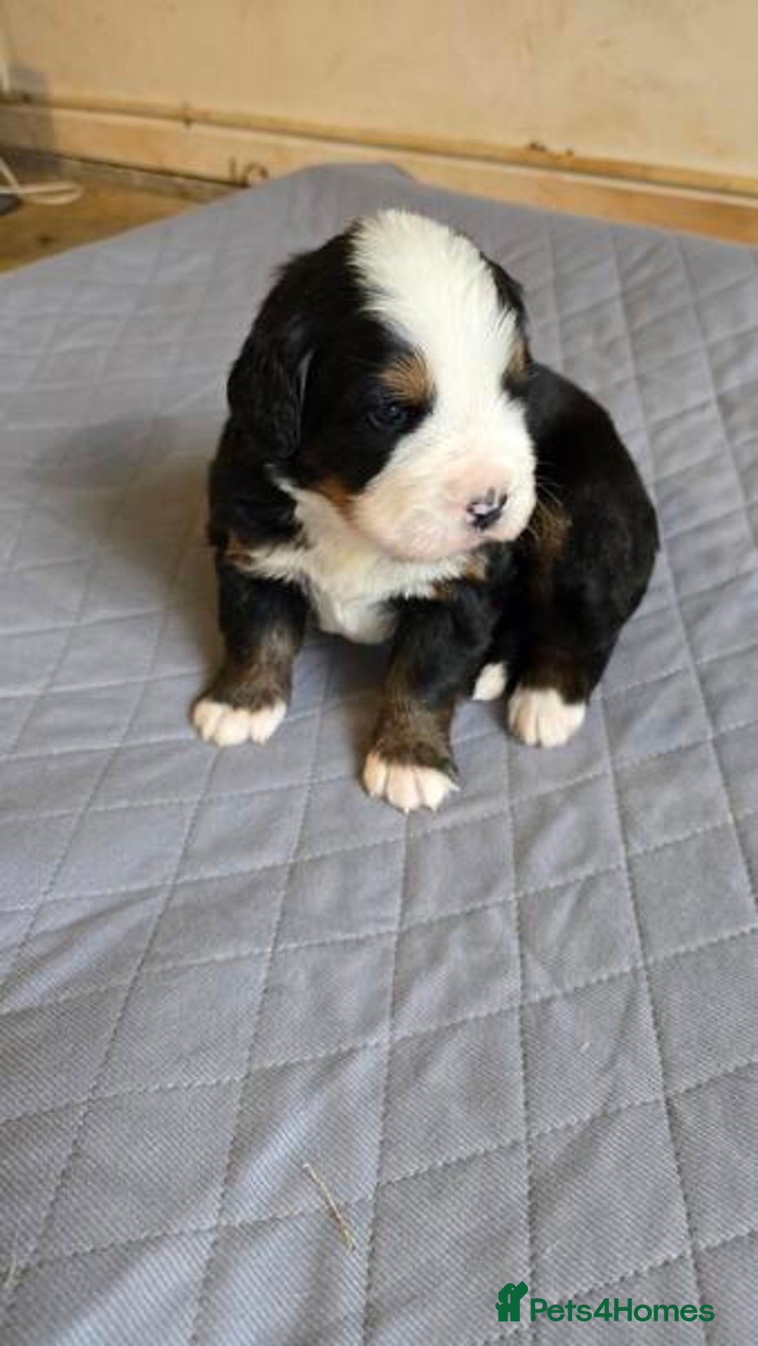 Bernese Mountain Dog dogs for sale: Bernese Mountain Dog Puppies  - Advert 5