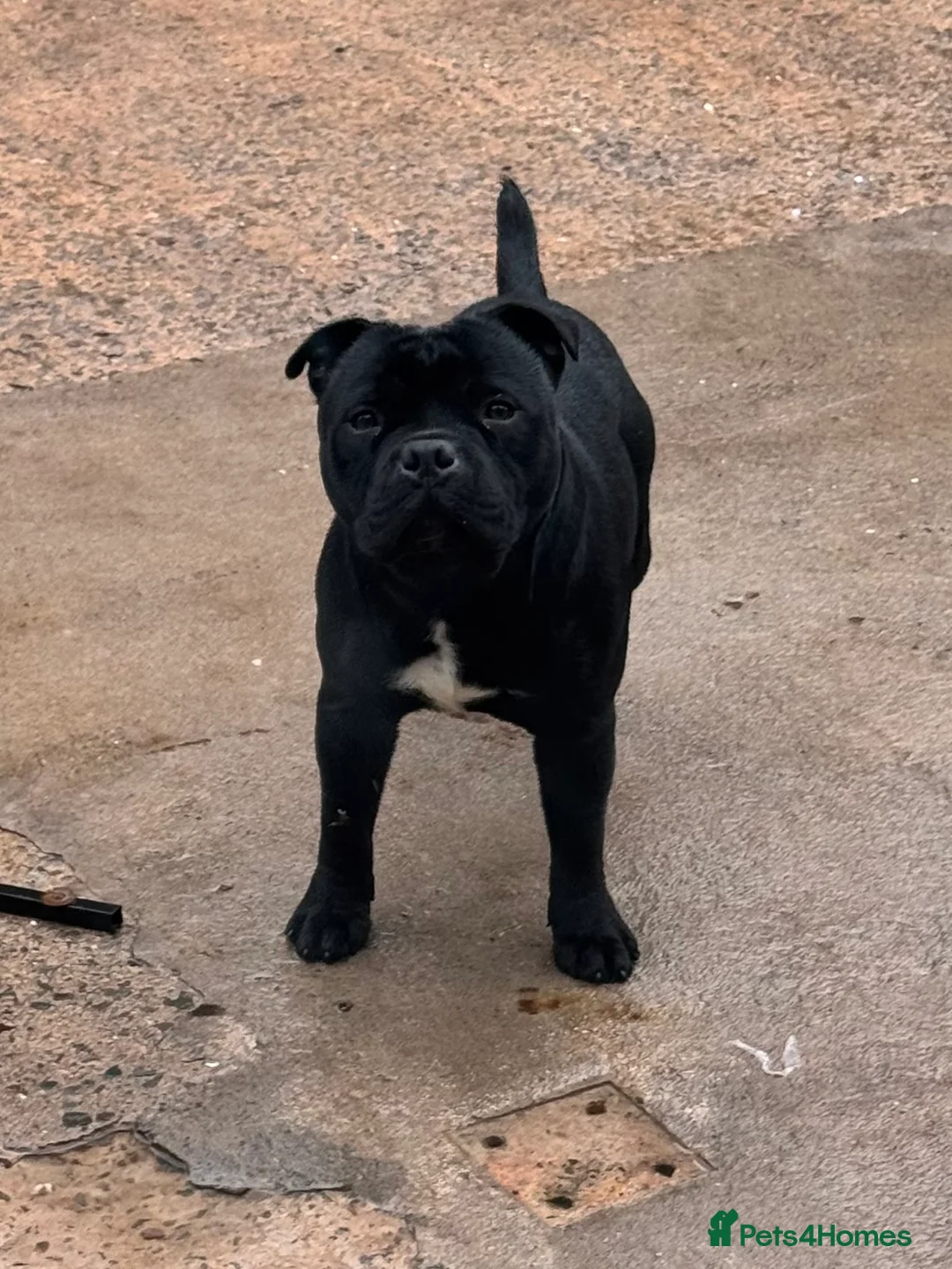 Staffordshire Bull Terrier dogs for stud: Champion sire black carrying blue Stafford stud  - Advert 7