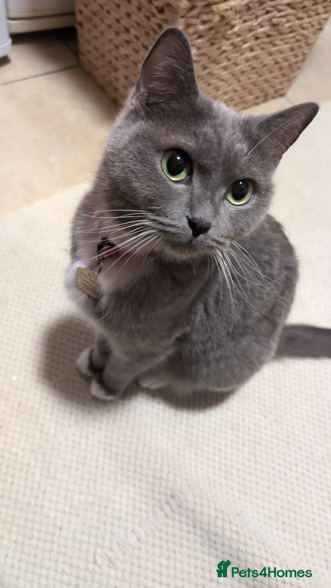 Mixed Breed cats for sale: 3 lovely kittens still for sale - Advert 1