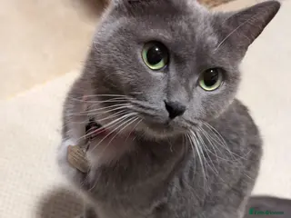 Mixed Breed cats 3 lovely kittens still for sale - Advert 3