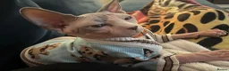 Sphynx cats for sale: Beautiful Sonnie the Turkish Sphynx in Stoke-on-Trent - Advert 5