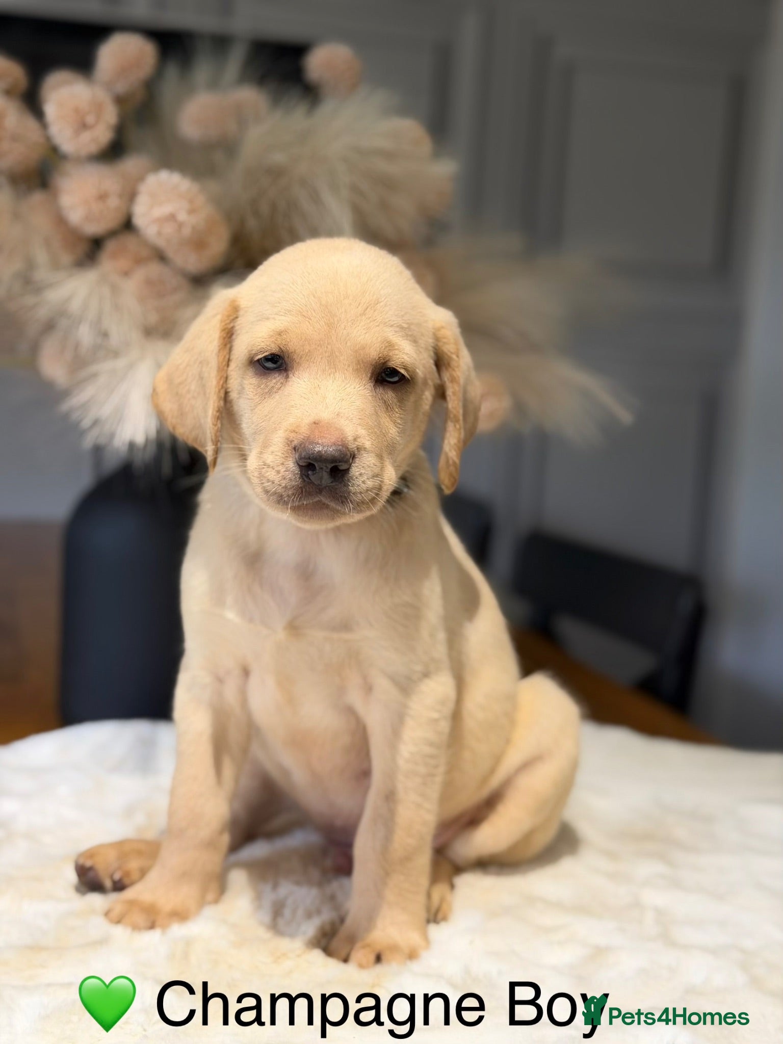 Labrador Retriever dogs Health tested yellow/champagne Labrador puppies - Advert 1