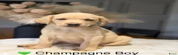 Labrador Retriever dogs for sale: Health tested yellow/champagne Labrador puppies - Advert 1