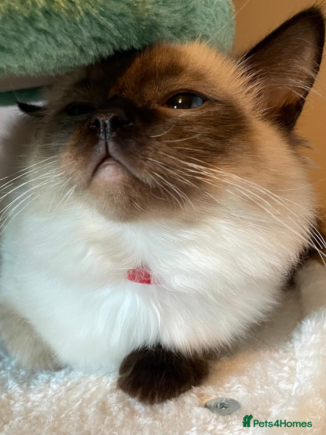 Ragdoll cats for sale: GCCF Ragdoll seal kittens, only 2 boys left - Advert 5