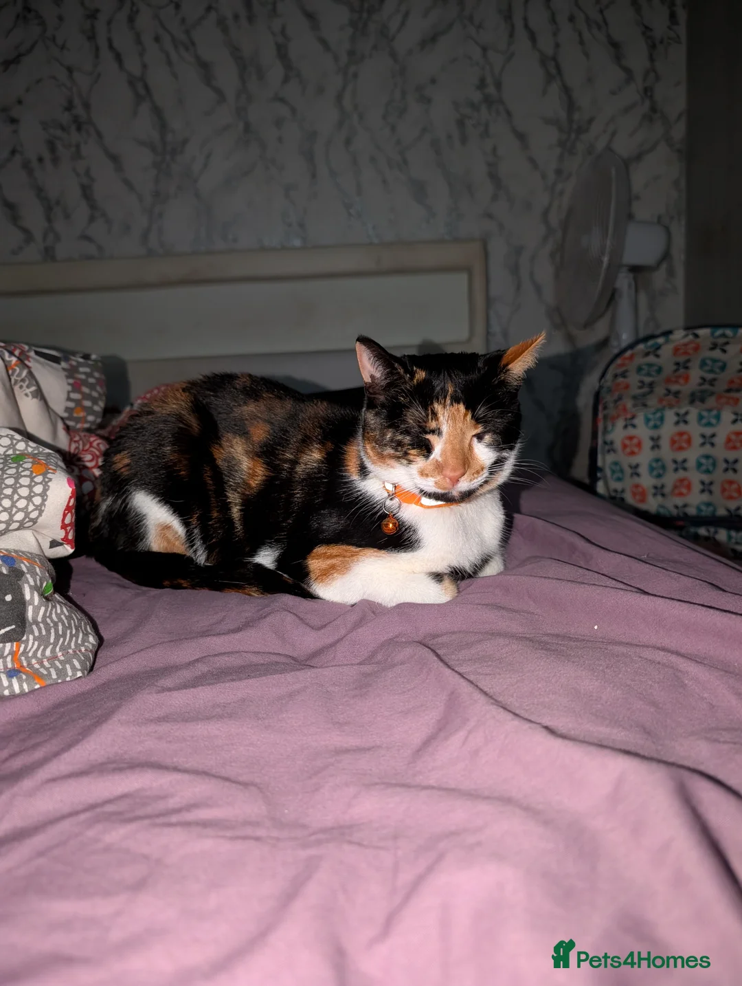 British Shorthair cats for sale: 🐾 2-Year-Old Loving Cat – Needs Calm, Quiet Home - Advert 3