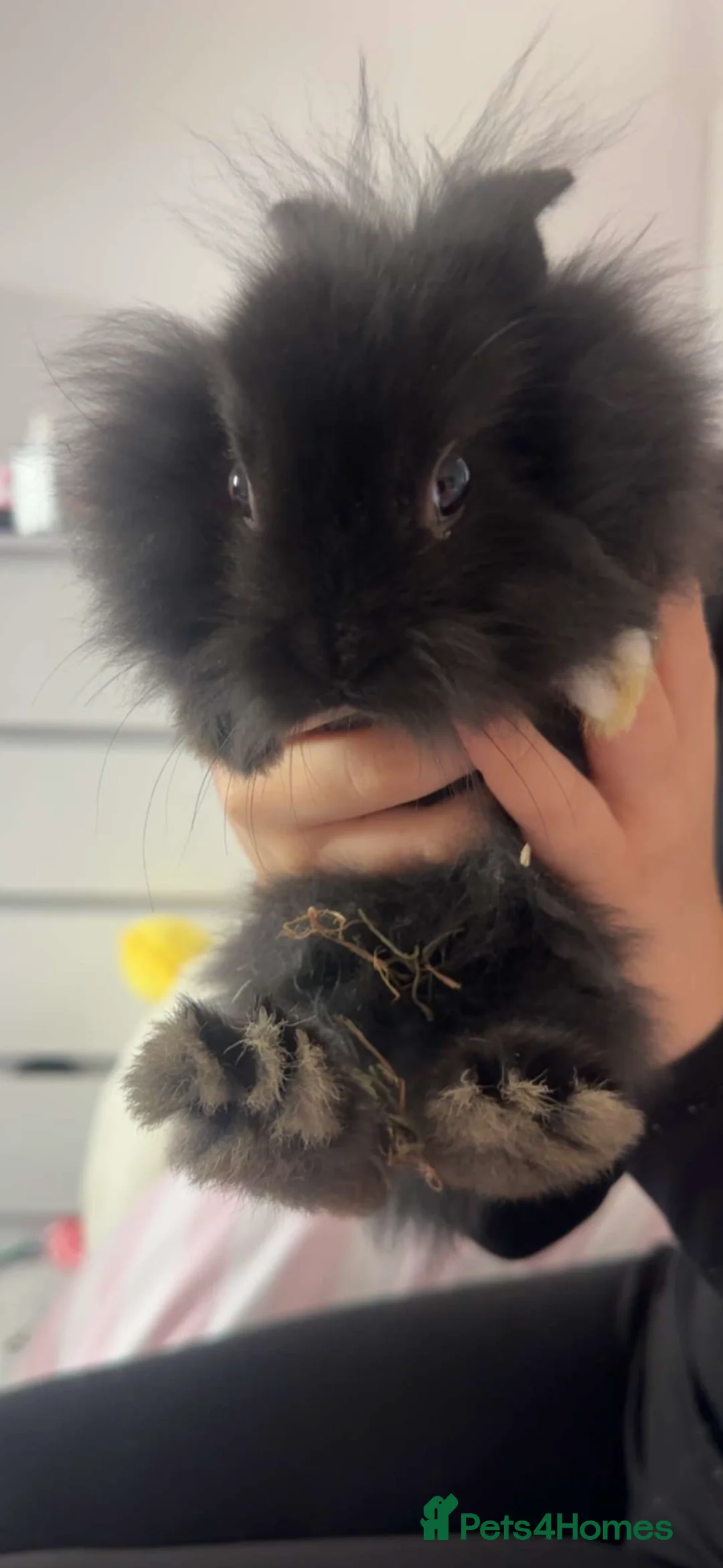 Lionhead rabbits for sale: lion head boy black in Sevenoaks - Advert 3