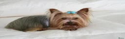 Yorkshire Terrier dogs for sale: Stunning  Yorkshire Terrier puppies 1 Puppy Left - Advert 17