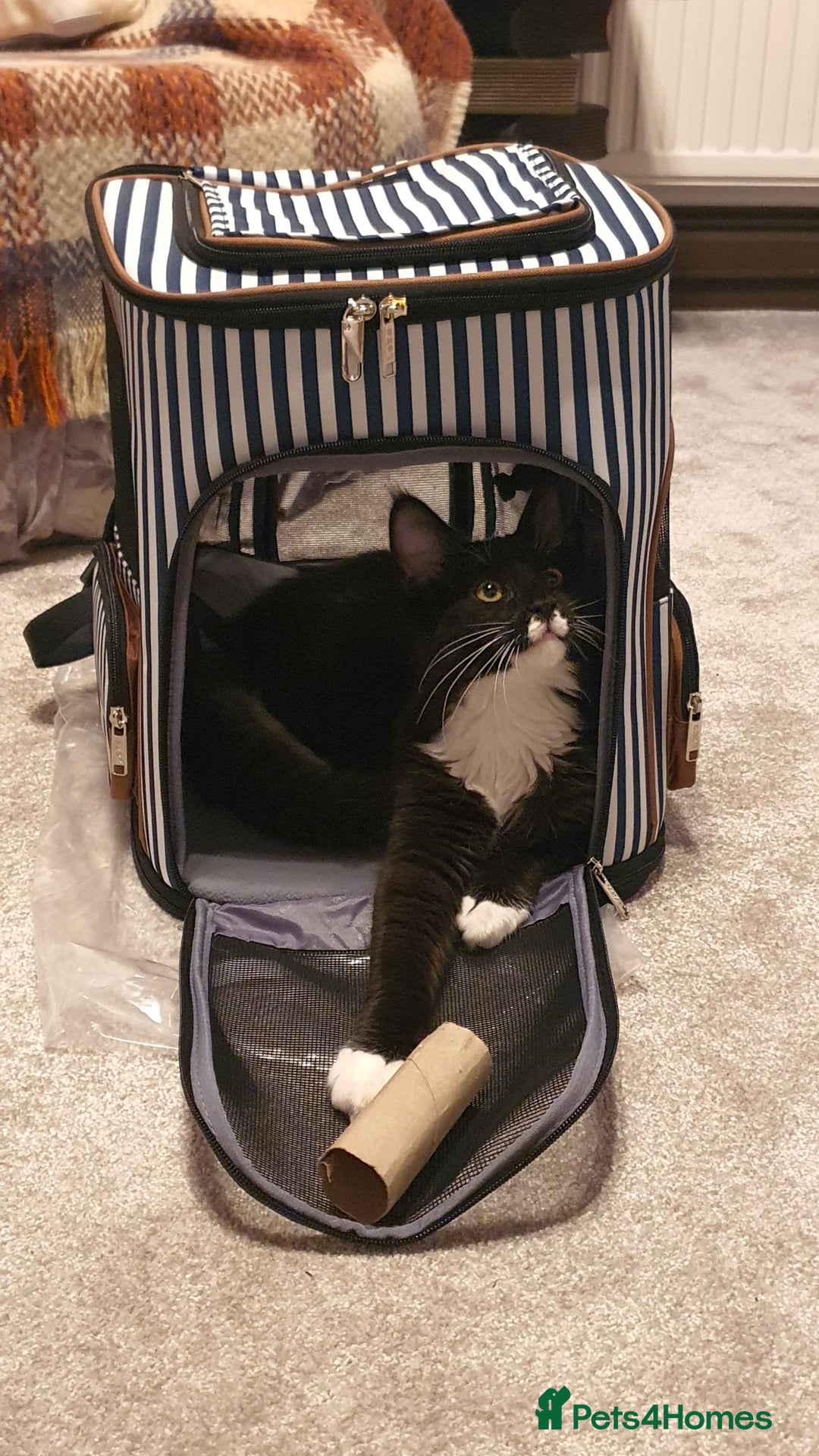 Maine Coon cats for sale: Big Maine Coon Kitten  - Advert 3