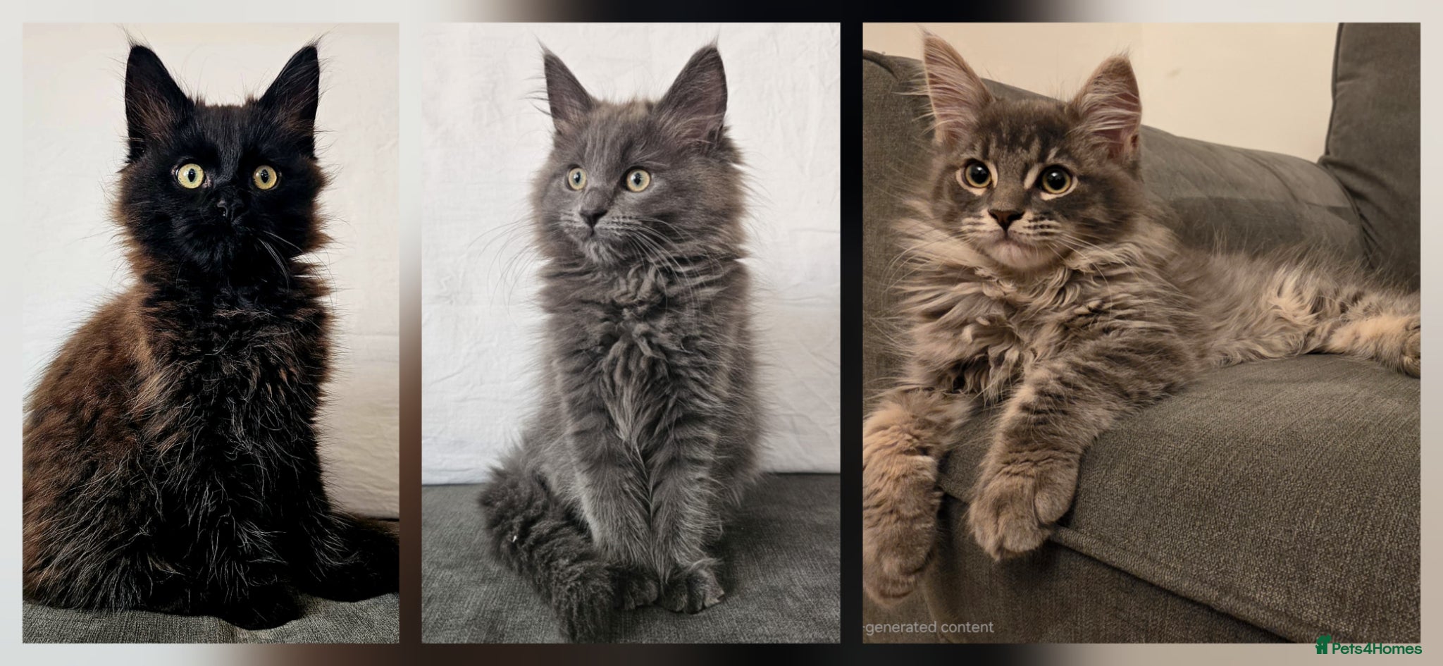 Maine Coon cats Gorgeous, sociable maine coon kittens  - Advert 1