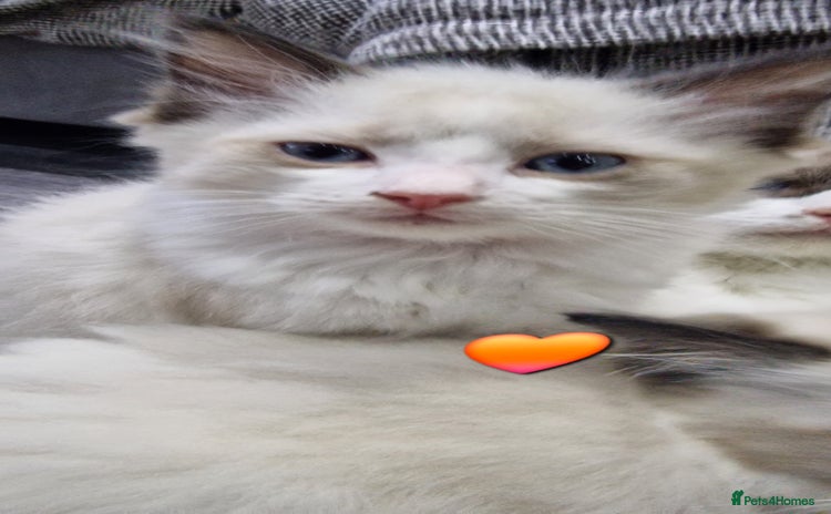 Ragdoll cats - Advert 16