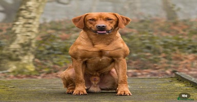 Labrador Retriever dogs - Advert 8