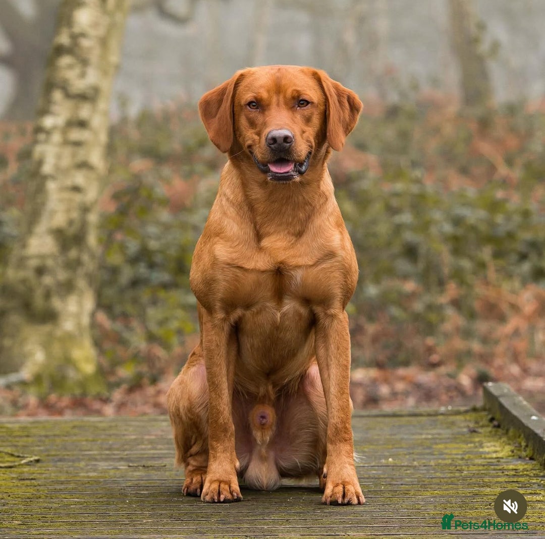 Labrador Retriever dogs for sale: Two beautiful Fox red/ yellow Labrador  puppies   - Image 2