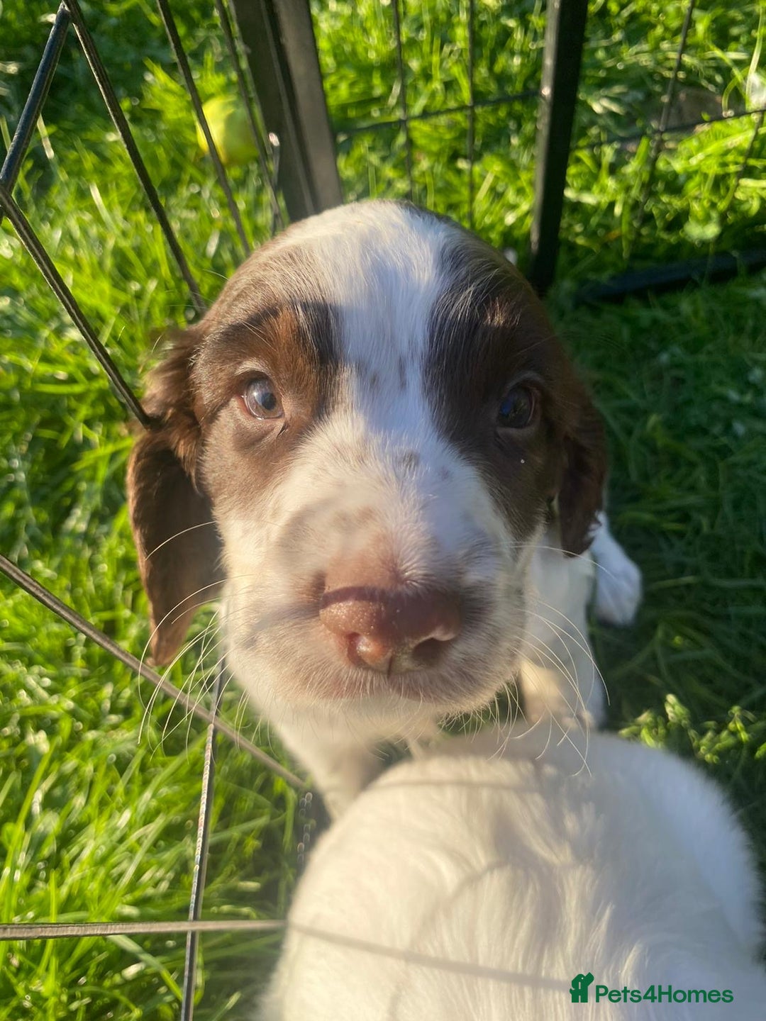 English Springer Spaniel dogs for sale: KC Working bred English Springer Spaniel pups - Image 5