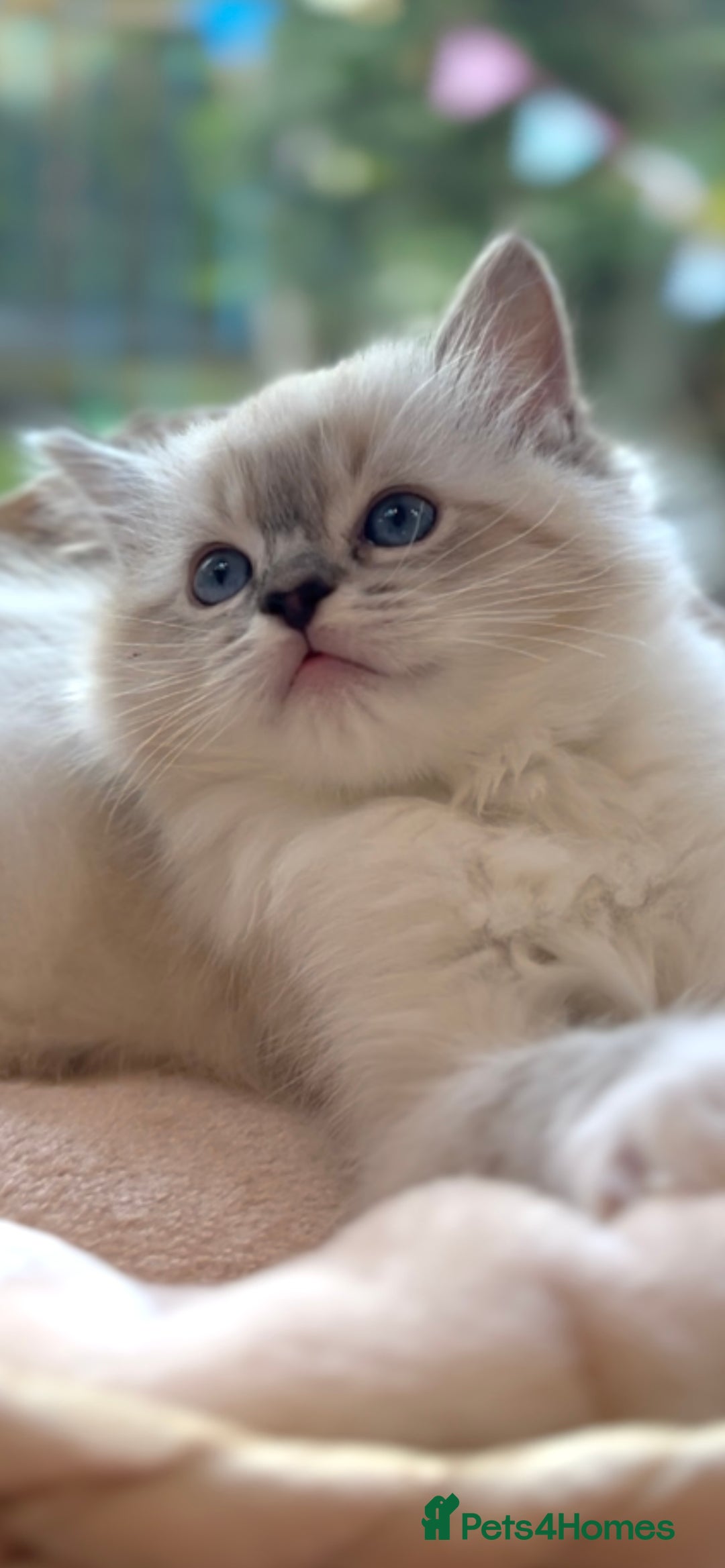 Ragdoll cats for sale: GCCF Registered. Grand Champion Bloodlines. - Advert 7