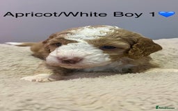 Cockapoo dogs for sale: 🐾STUNNING COCKAPOO PUPPIES🐾DNA TESTED PARENTS🧬 - Image 21