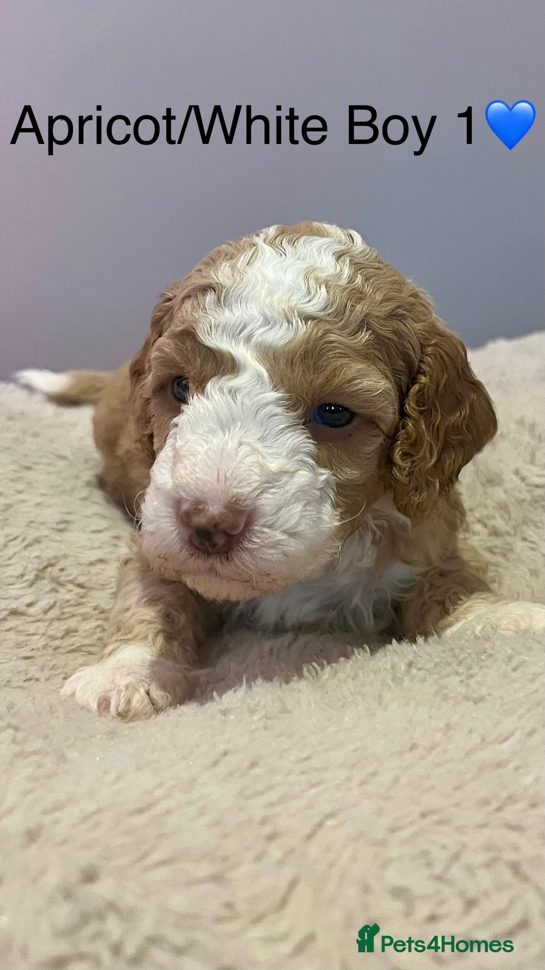 Cockapoo dogs for sale: 🐾STUNNING COCKAPOO PUPPIES🐾DNA TESTED PARENTS🧬 - Image 21