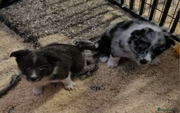 Border Collie dogs for sale: Red white border collie puppies - Advert 1