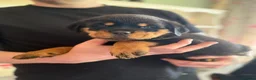 Rottweiler dogs for stud: KC Registered Health Tested Rottweiler Stud - Advert 10