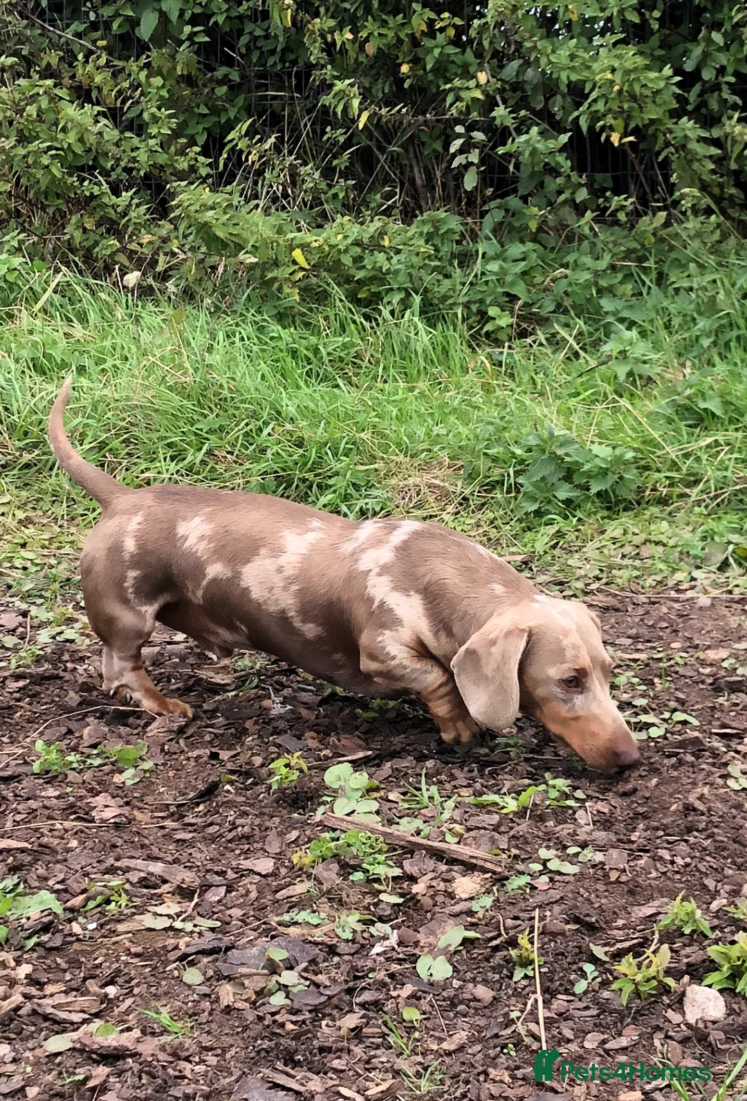 Miniature Dachshund dogs for stud: Handsome Isabella tan miniature dachshund  in Maryport - Advert 6