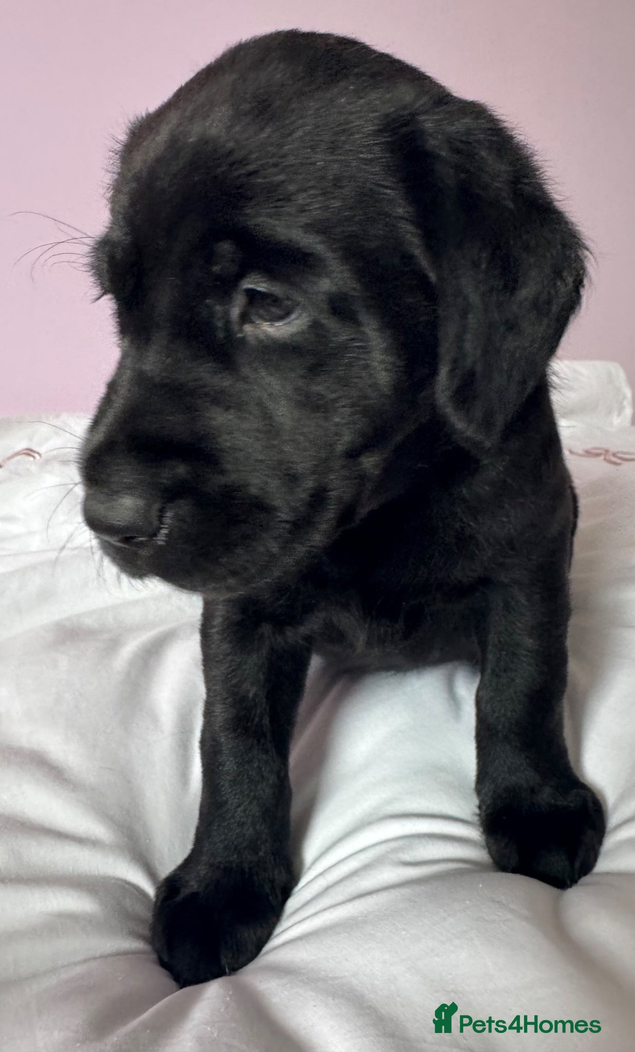 Labrador Retriever dogs for sale: Labrador pups fox red and black  - Advert 17