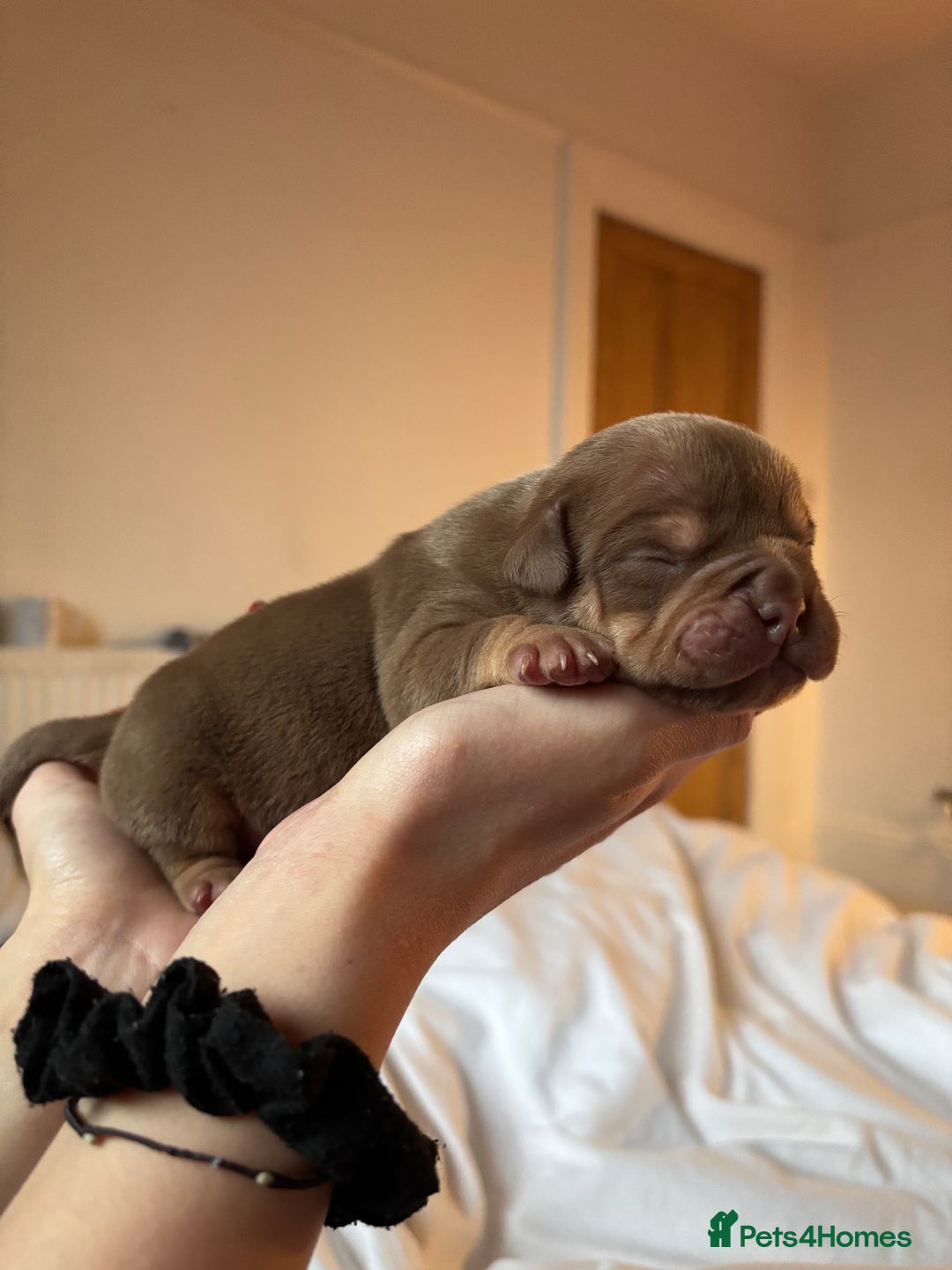American Bully dogs for sale: 💙🐾 2 Stunning American Pocket Bully Puppies 🐾💙 - Advert 6
