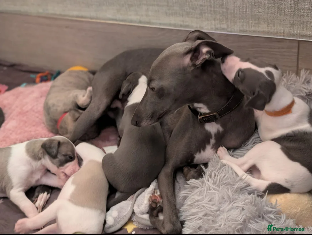 Whippet dogs for sale: The most precious! Kc wippets 🐶 boys & girls   - Advert 2