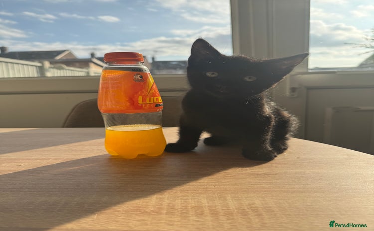 Mixed Breed cats - Advert 14