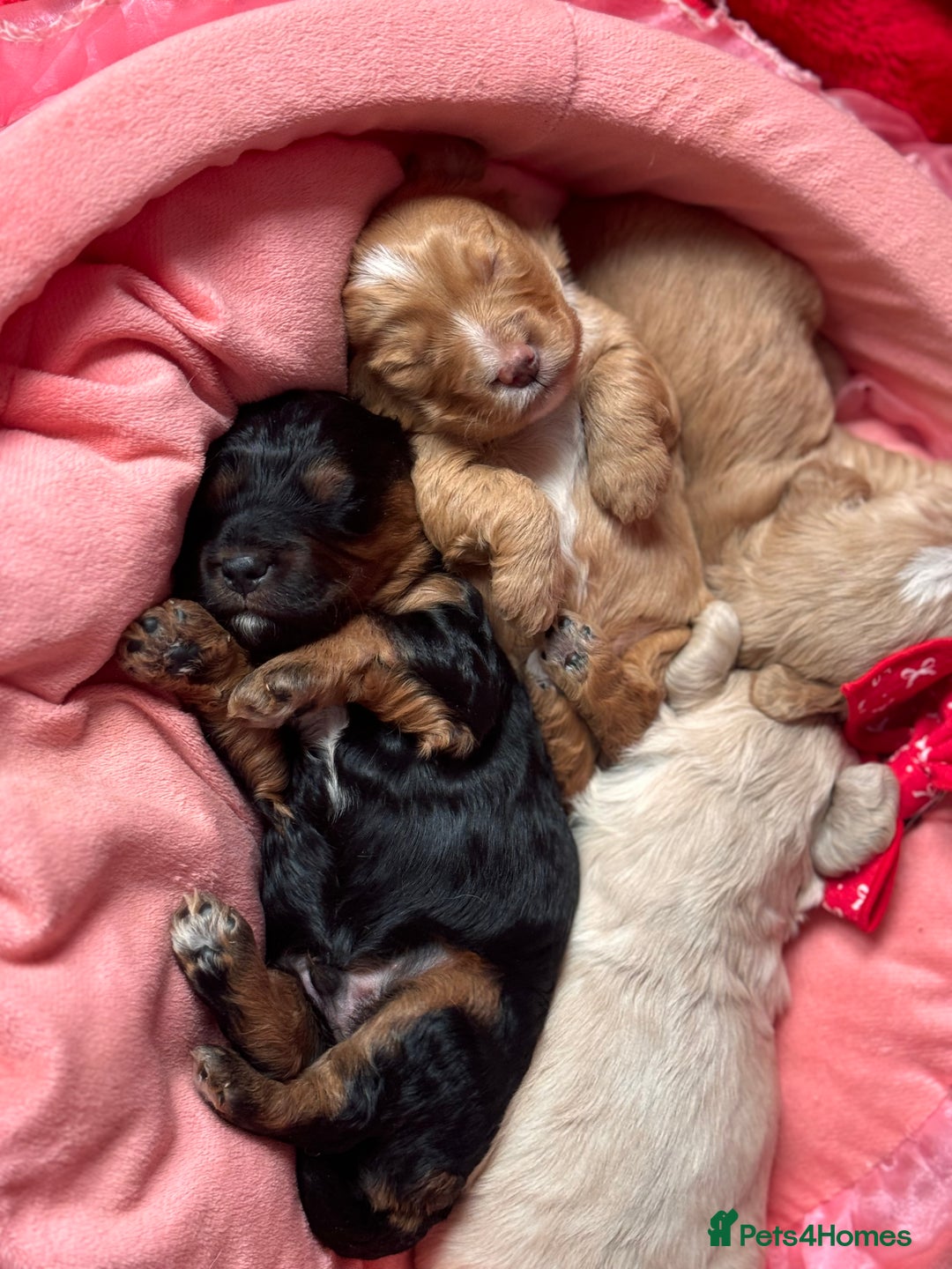 Cockapoo dogs for sale: Stunning Cockapoo Puppies Health Tested  - Advert 1