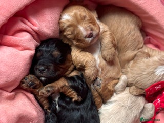 Cockapoo dogs Stunning Cockapoo Puppies Health Tested - Advert 8