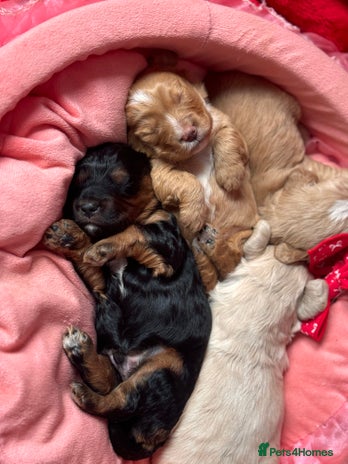 Cockapoo dogs Stunning Cockapoo Puppies Health Tested - Advert 4